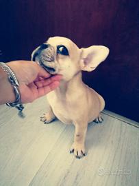 Bulldog francese