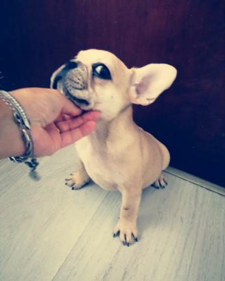 Bulldog francese