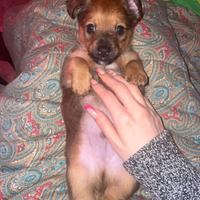Splendido cucciolo incrocio/ mix Jack Russell