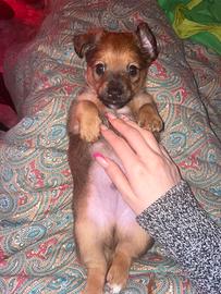 Splendido cucciolo incrocio/ mix Jack Russell
