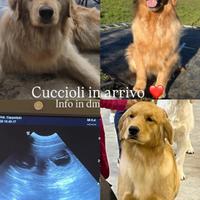 Cuccioli golden retriever americani