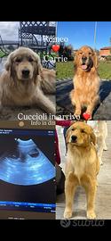 Cuccioli golden retriever americani