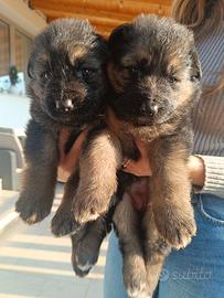 Cuccioli di pastore tedesco