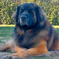 Cuccioli di Leonberger