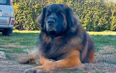 Cuccioli di Leonberger