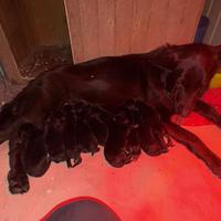 Cucciolo pastore tedesco