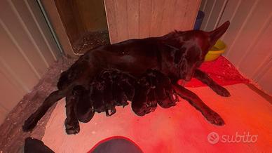 Cucciolo pastore tedesco