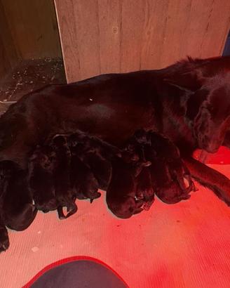 Cucciolo pastore tedesco