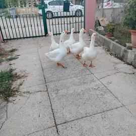 Oca domestica bianca