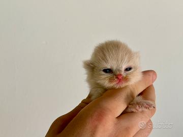 Cucciolata British