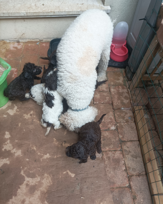Lagotto Romagnolo
