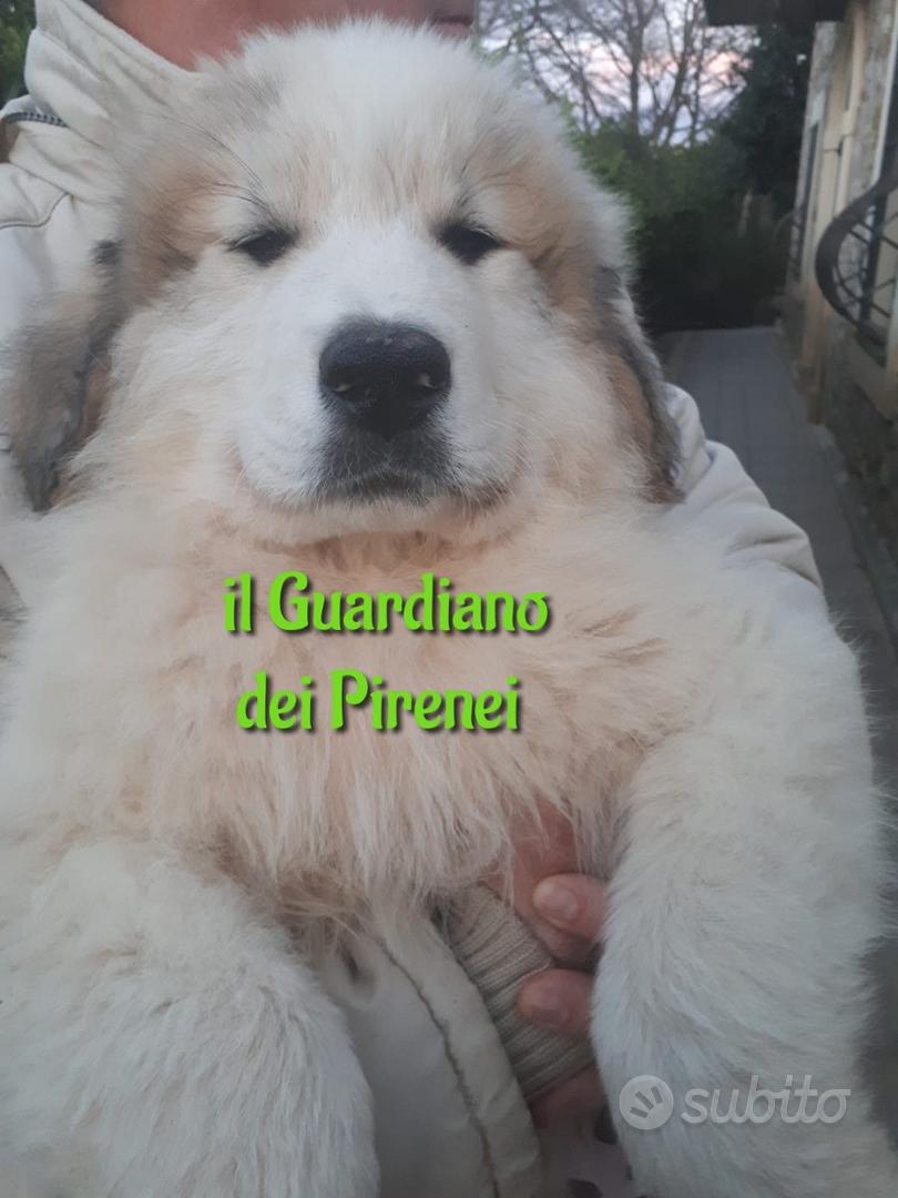 Targa Decorativa “Cane Da Montagna Dei Pirenei” – 20x10 Cm In PVC Resistente Per Esterni