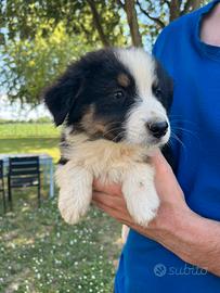 Cuccioli di pastore australiano