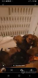 Cuccioli mettici incrocio pincher e yorkshi