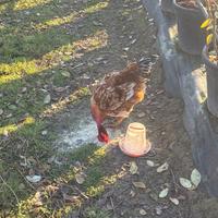 Vendita Galletti 6 mesi