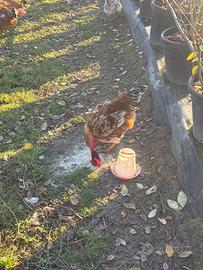 Vendita Galletti 6 mesi