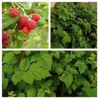 LAMPONI IN VASO RIFIORENTI RITIRO IN GIORNATA 