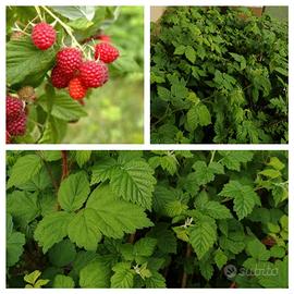 LAMPONI IN VASO RIFIORENTI RITIRO IN GIORNATA 