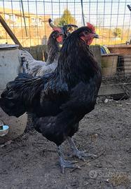 Gallo