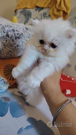 Persiano maschio