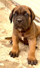 Cuccioli cane corso