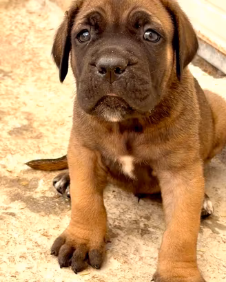 Cuccioli cane corso