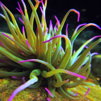 Spirografi,anemoni,rocce ed altro per Marino