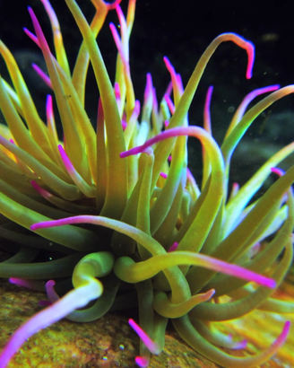 Spirografi,anemoni,rocce ed altro per Marino