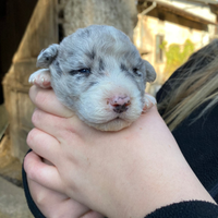 Cagnolini gratis provincia di bergamo