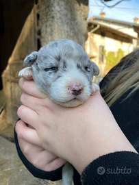 Cagnolini gratis provincia di bergamo