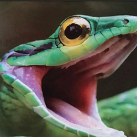 Pitone, Boa, Elaphe, Pogona, Serpenti,Rettili