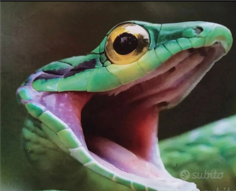 Pitone, Boa, Elaphe, Pogona, Serpenti,Rettili