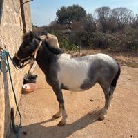 Pony pezzata