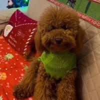 Barboncino red maschio per monta