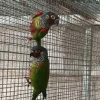 Coppia pyrrhura emma adulta