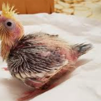 Pulli di calopsite da allevare a mano