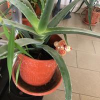 Pianta aloe vera