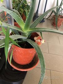 Pianta aloe vera