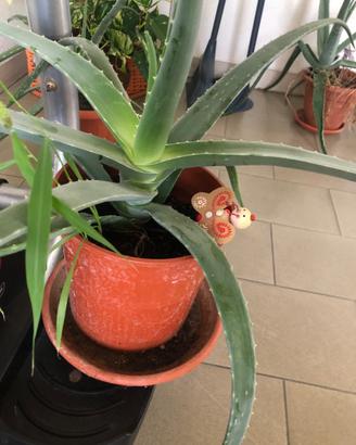 Pianta aloe vera