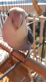 Pulli di agapornis roseicollis