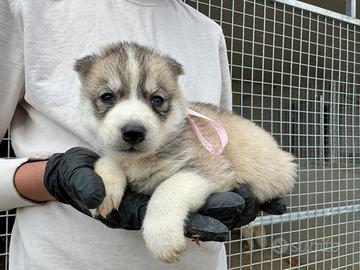 Siberian Husky con pedigree