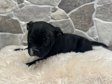 American bully pocket