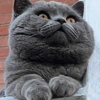 British Shorthair da monta