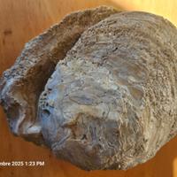 Conchiglia fossile bivalve taglia grande