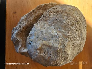 Conchiglia fossile bivalve taglia grande