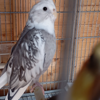 Pappagalli calopsite