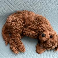 Barboncino Red con pedigree Enci e test genetici