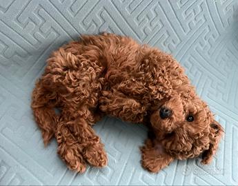 Barboncino Red con pedigree Enci e test genetici