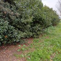 Siepe di alloro composta da 17 arbusti