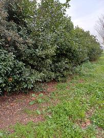 Siepe di alloro composta da 17 arbusti